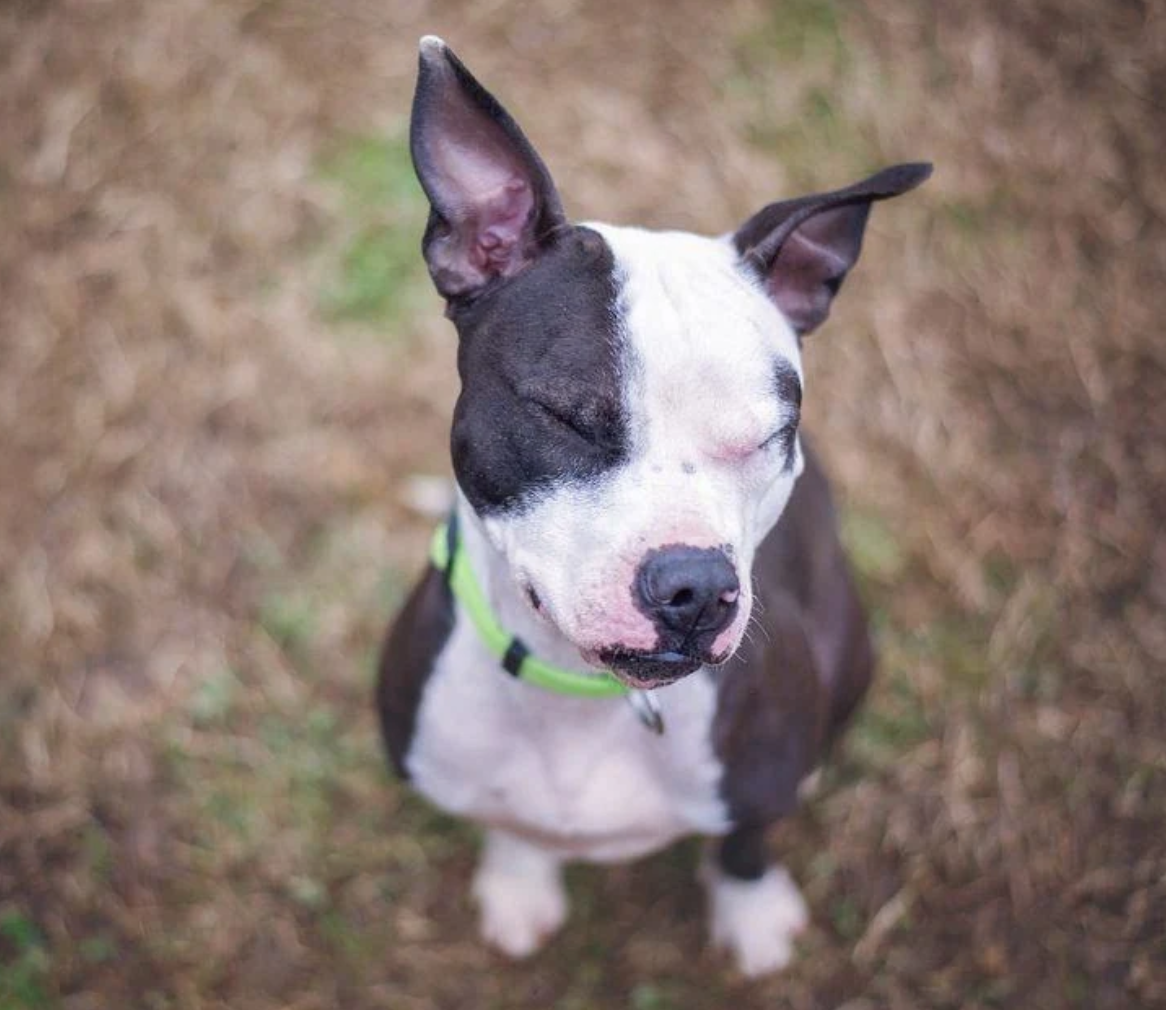 Boston Bull Terrier